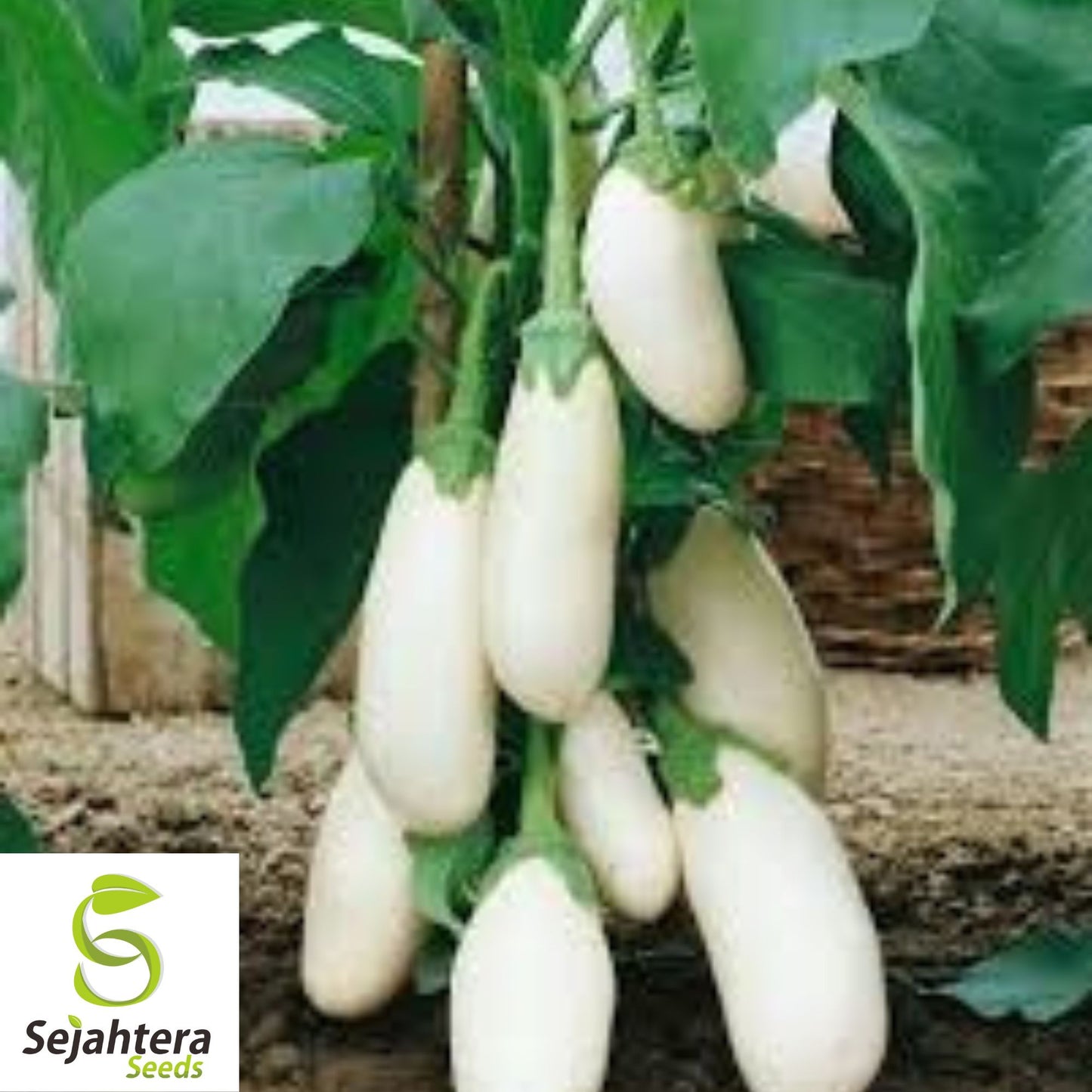 Casper White Eggplant Seeds - 100+ Heirloom, Organic, Non-GMO & Rare