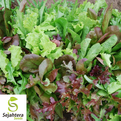 Mesclun Mix Seeds 600+ | Lettuce, Mustard, Tatsoi, Mizuna, Kale, Arugula