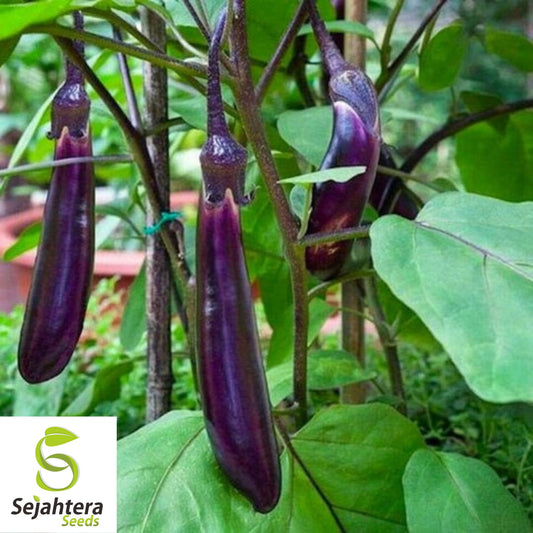 250+ Long Purple Eggplant Seeds - Non-GMO, Heirloom & Tender Variety