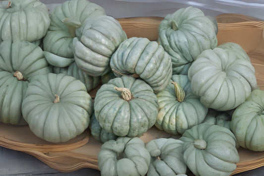 Organic Blue Cheese Pumpkin Seeds 10 Pack - Cucurbita maxima - Hand-Collected, Smooth Rind, Bright Orange Flesh