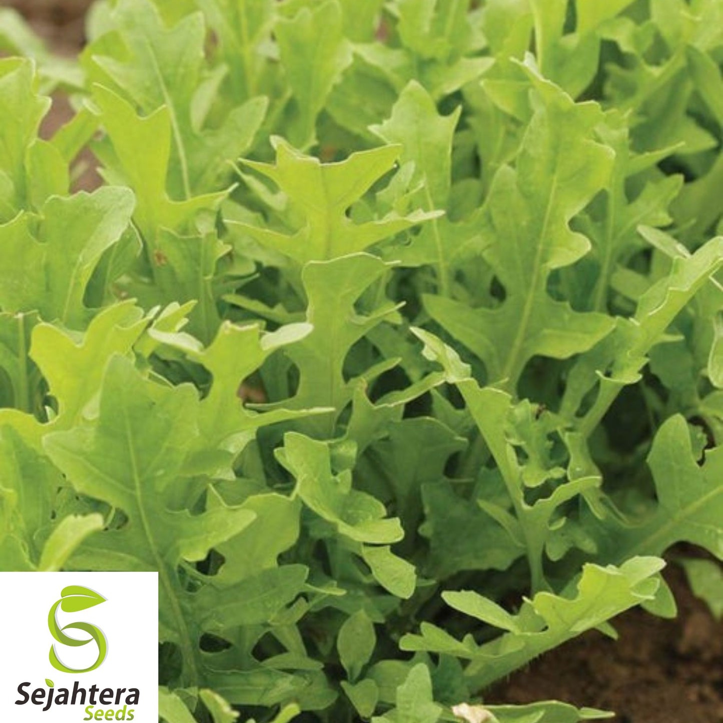 250+ Astro Arugula Seeds - Heirloom, Organic, Non-GMO, Mild & Fast-Growing Green