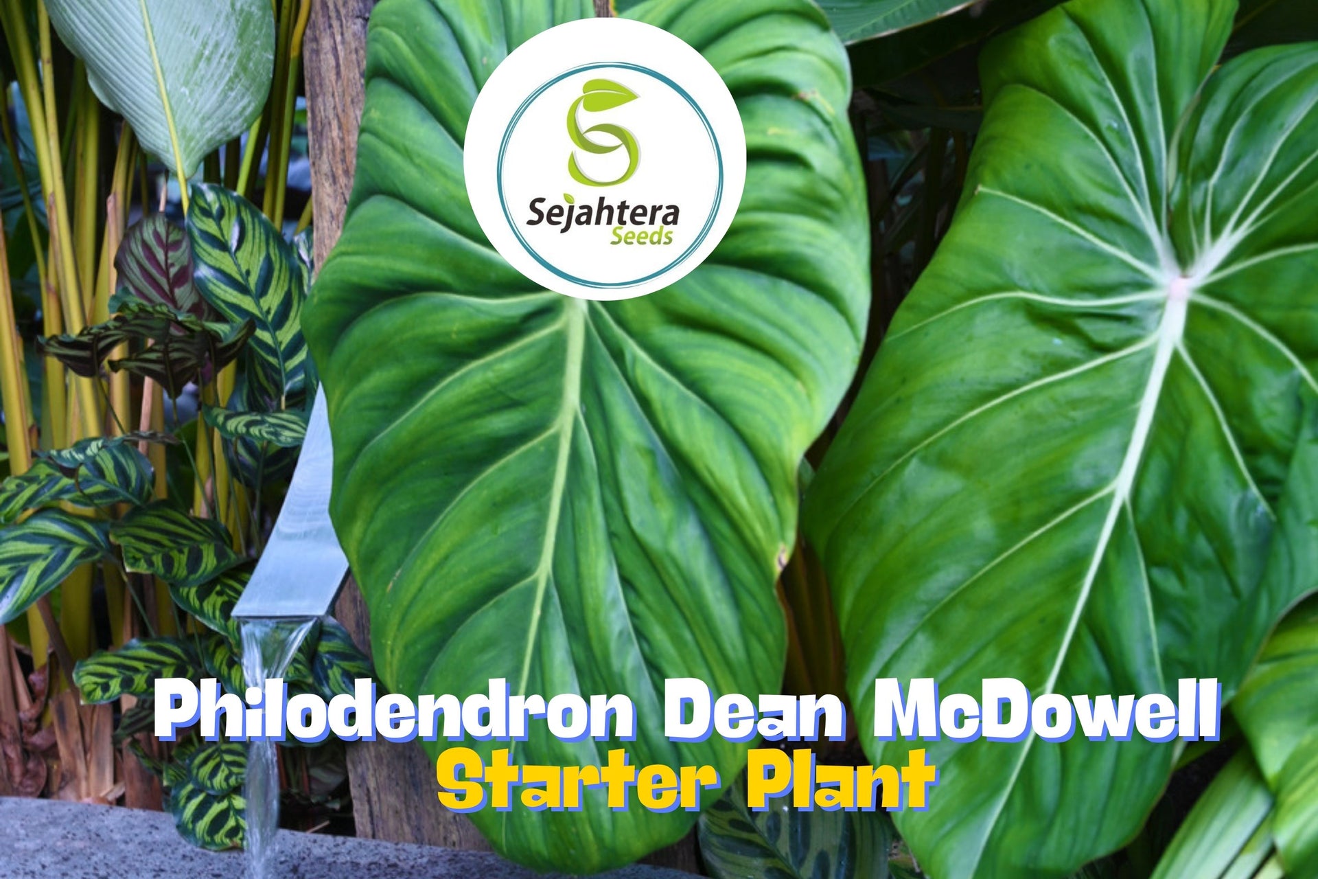 Philodendron Dean McDowell Plant in 3
