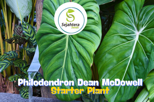 Philodendron Dean McDowell Plant in 3" Pot | Easy-Care Tropical Houseplant