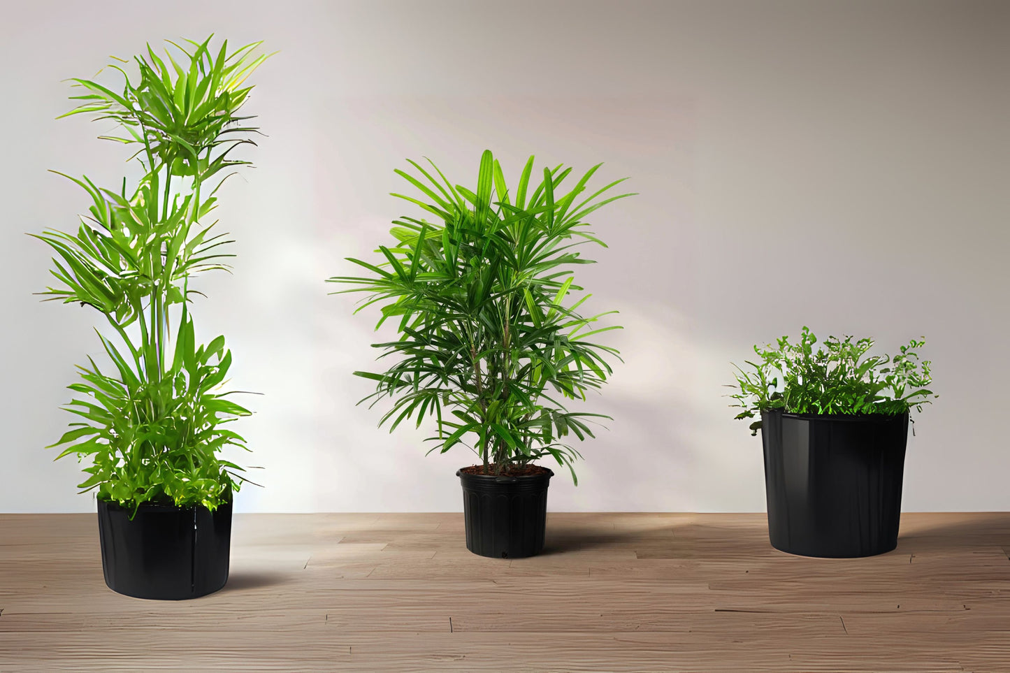 Lady Palm Plant - 9" Pot - Rhapis excelsa - Low Light Indoor Houseplant - Slow Growing, Easy Care