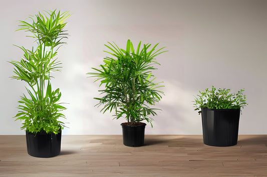 Lady Palm Plant - 9" Pot - Rhapis excelsa - Low Light Indoor Houseplant - Slow Growing, Easy Care