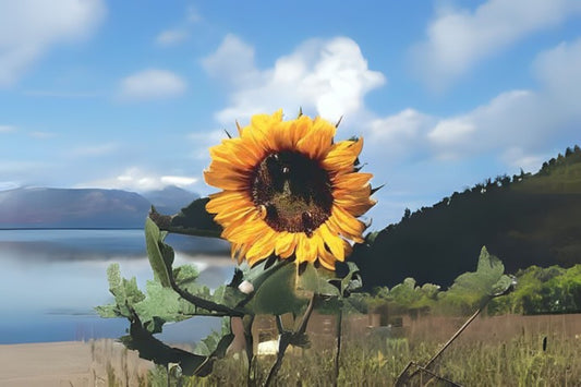 Mammoth Sunflower Seeds - 10 Organic Hand-Collected Seeds - Helianthus giganteus - Giant Yellow Flowers