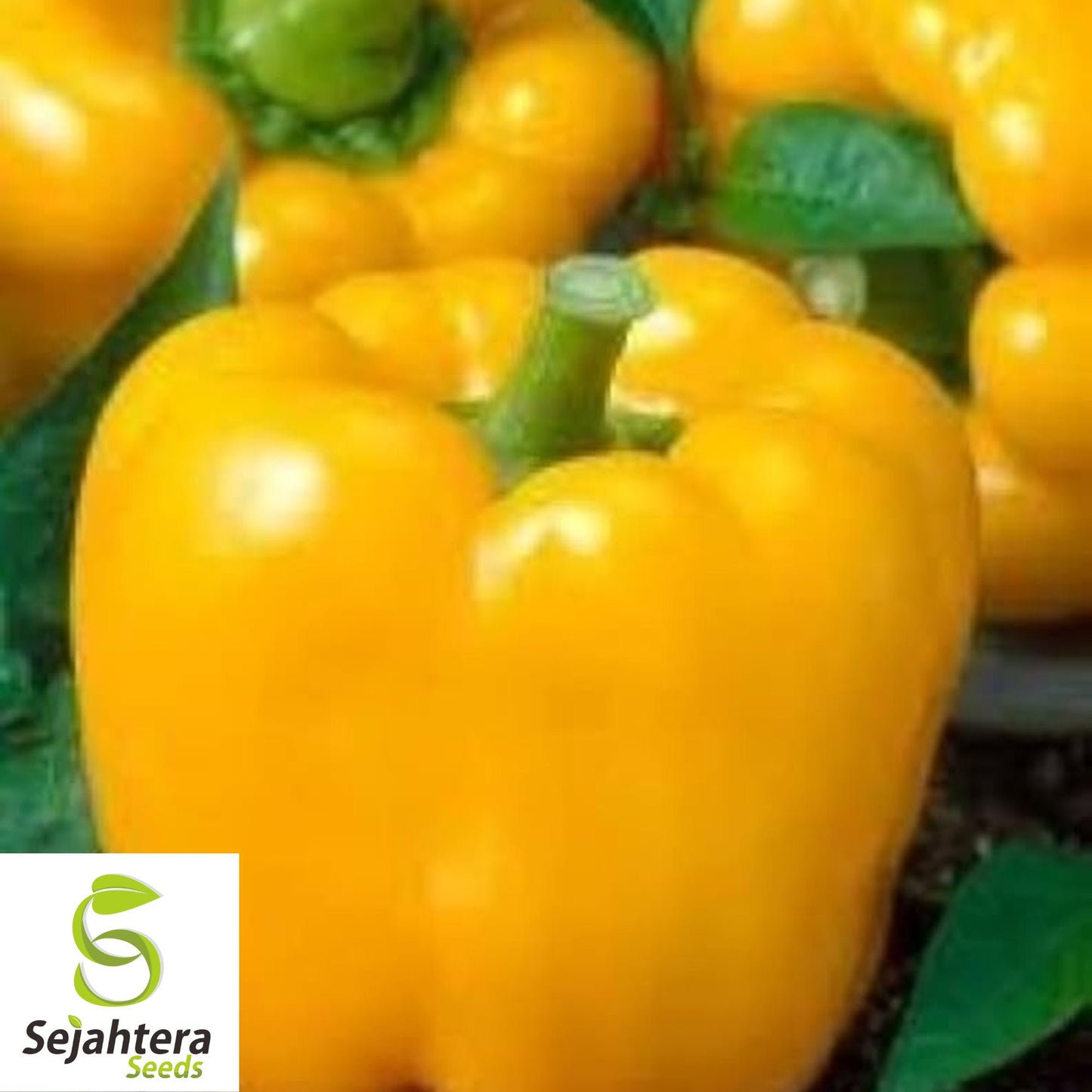 25 Golden California Wonder Pepper Seeds - Non-GMO, Sweet & Vibrant Variety