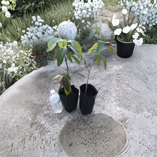 Glenn Mango Tree – Mangifera indica Live Seedling | 10–14 Inches Tall | Starter Plant  Sweet Fiberless Variety | Florida Favorite | Easy to Grow