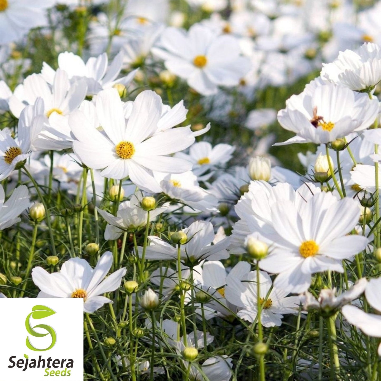Cosmos Purity Seeds 100 Ct | White Flower Annual NON-GMO USA
