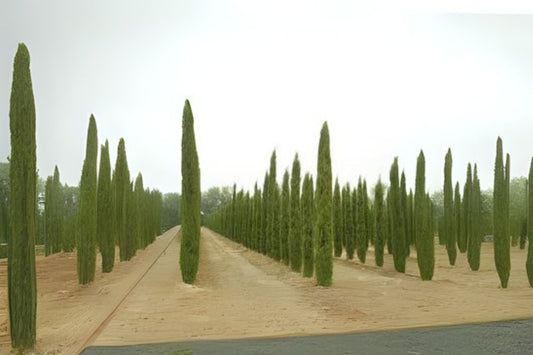 Italian Cypress Seeds - 10 Organic Hand-Collected Seeds - Cupressus sempervirens - Perfect for Mediterranean Gardens