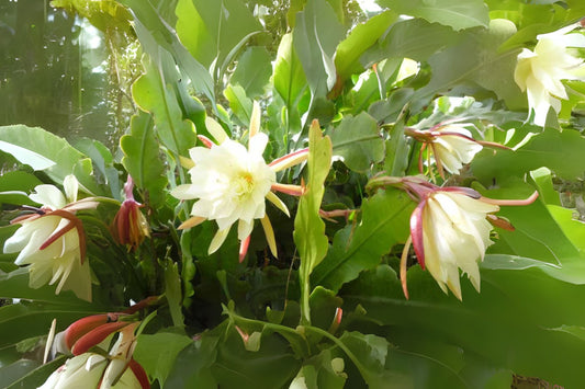 Queen of the Night Cactus Starter Plant 4" Pot - Epiphyllum Oxypetalum - Fragrant Night-Blooming Cereus - Easy Care Indoor Plant