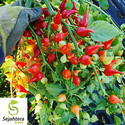 50+ Biquinho Red Hot Pepper Seeds - Non-GMO, Mild Heat, Unique Flavor