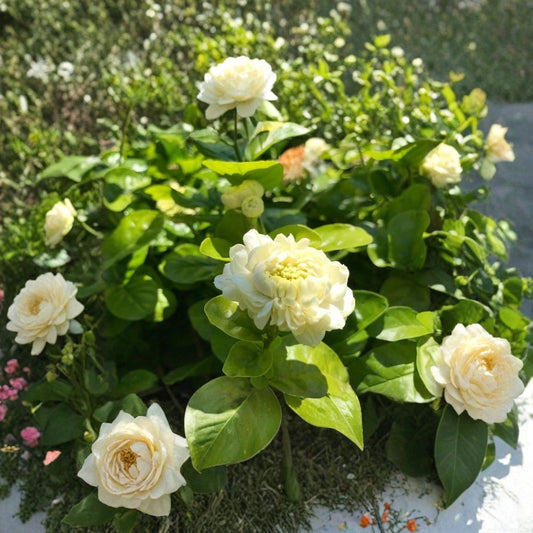Grand Duke Jasmine – Jasminum sambac Live Fragrant Plant | 1–2 Feet Tall | Includes 3 Gallon Pot  Highly Fragrant Double Blooms | Evergreen Tropical Shrub | Patio Favorite