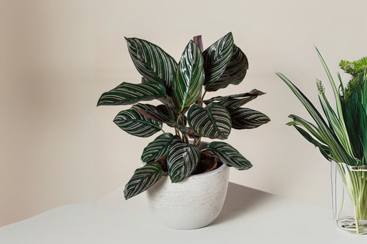 Calathea Ornata Plant in 6" Pot | Pinstripe Plant | Tropical Houseplant | Calathea | Decorative Foliage | Indoor Plant