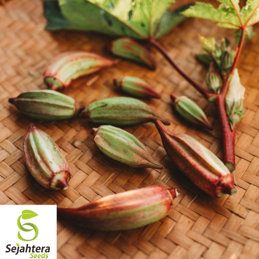 25+ Texas Hill Country Red Okra Seeds - Heirloom, Non-GMO, High-Yield & Hardy