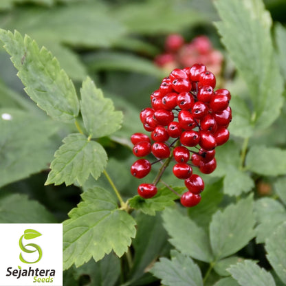 Red Baneberry Seeds {Actaea rubra} Pre-Stratified 20 Seeds