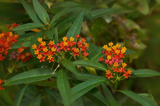 Tropical Milkweed Plant - Vibrant Red and Yellow Flowers - Pollinator-Friendly Butterfly Magnet - Asclepias curassavica