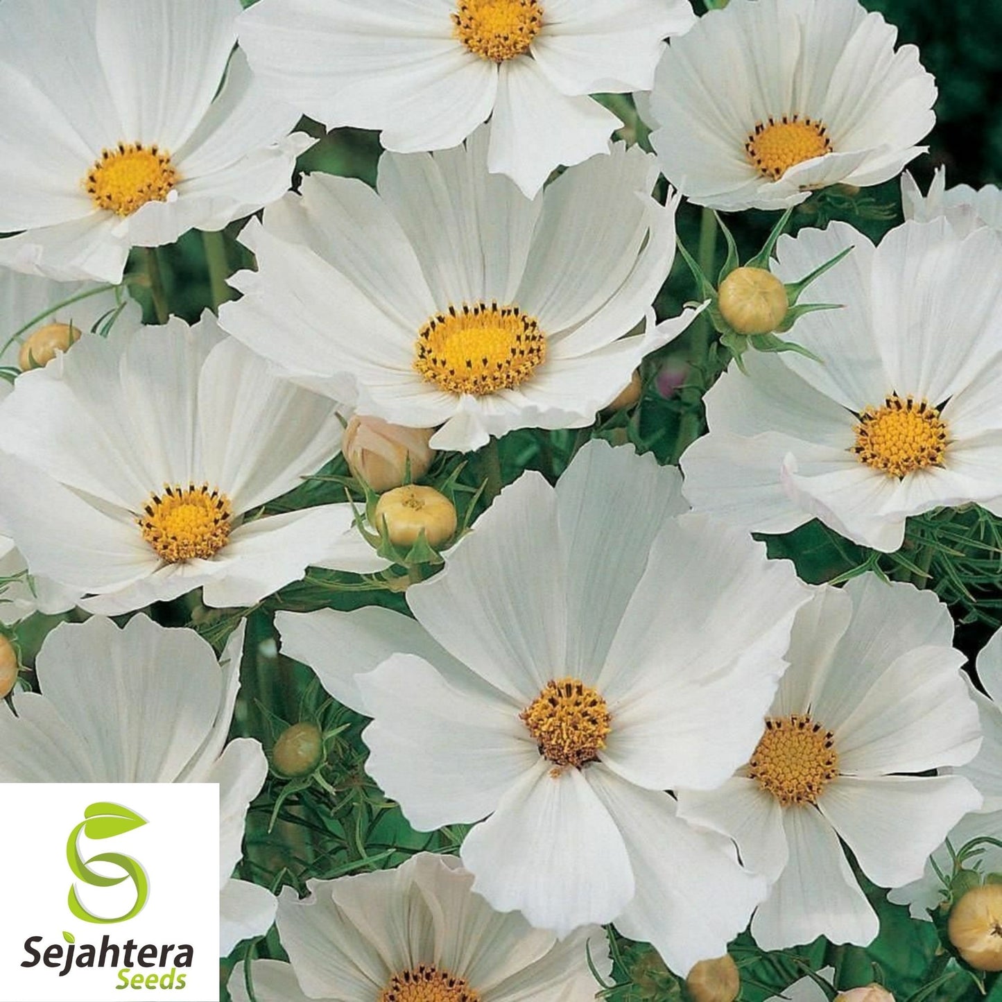 Cosmos Purity Seeds 100 Ct | White Flower Annual NON-GMO USA