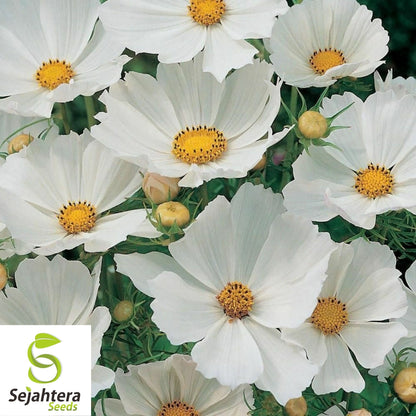 Cosmos Purity Seeds 100 Ct | White Flower Annual NON-GMO USA