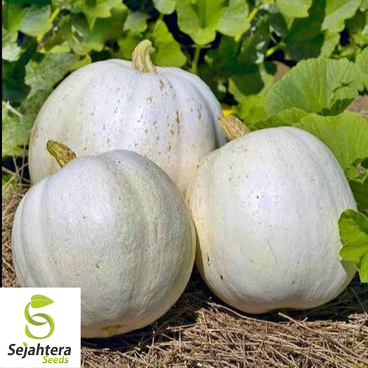 White Queen Pumpkin Seeds - 10+ Heirloom, Non-GMO, Open-Pollinated & Rare