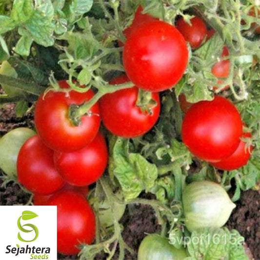 10+ Early Cascade Tomato Seeds - Heirloom, Organic, Non-GMO, Rare & High-Yielding