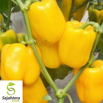 25 Golden California Wonder Pepper Seeds - Non-GMO, Sweet & Vibrant Variety