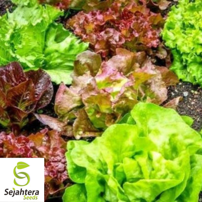 Gourmet Salad Blend Lettuce Seeds 600+ | NON-GMO Vegetable Garden USA