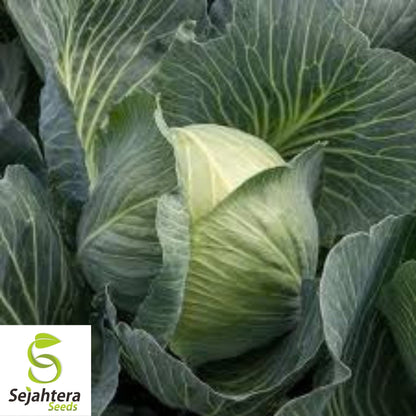 Early Round Dutch Cabbage Seeds 500+ | Heirloom Vegetable NON-GMO USA