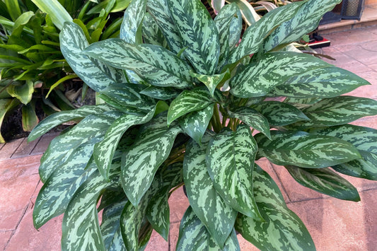 Aglaonema Mary Anne 6" Pot | Easy-Care Indoor Plant | Aglaonema spp. | Tropical Foliage for Low Light Spaces