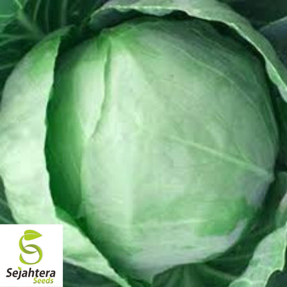 Early Round Dutch Cabbage Seeds 500+ | Heirloom Vegetable NON-GMO USA