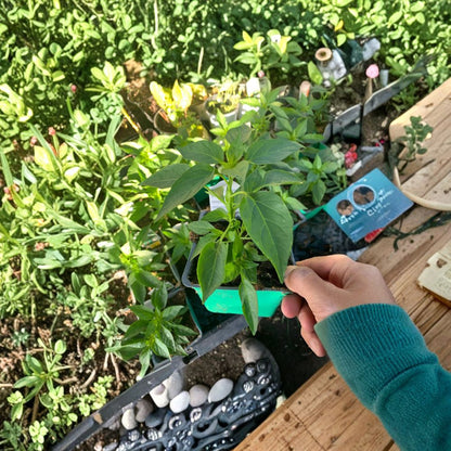 Thai Hot Pepper Plant – Capsicum annuum Live Pepper Plant | 3 Inch Pot | Ready to Grow  Spicy Chili Starter | Container Friendly | Edible Garden Plant