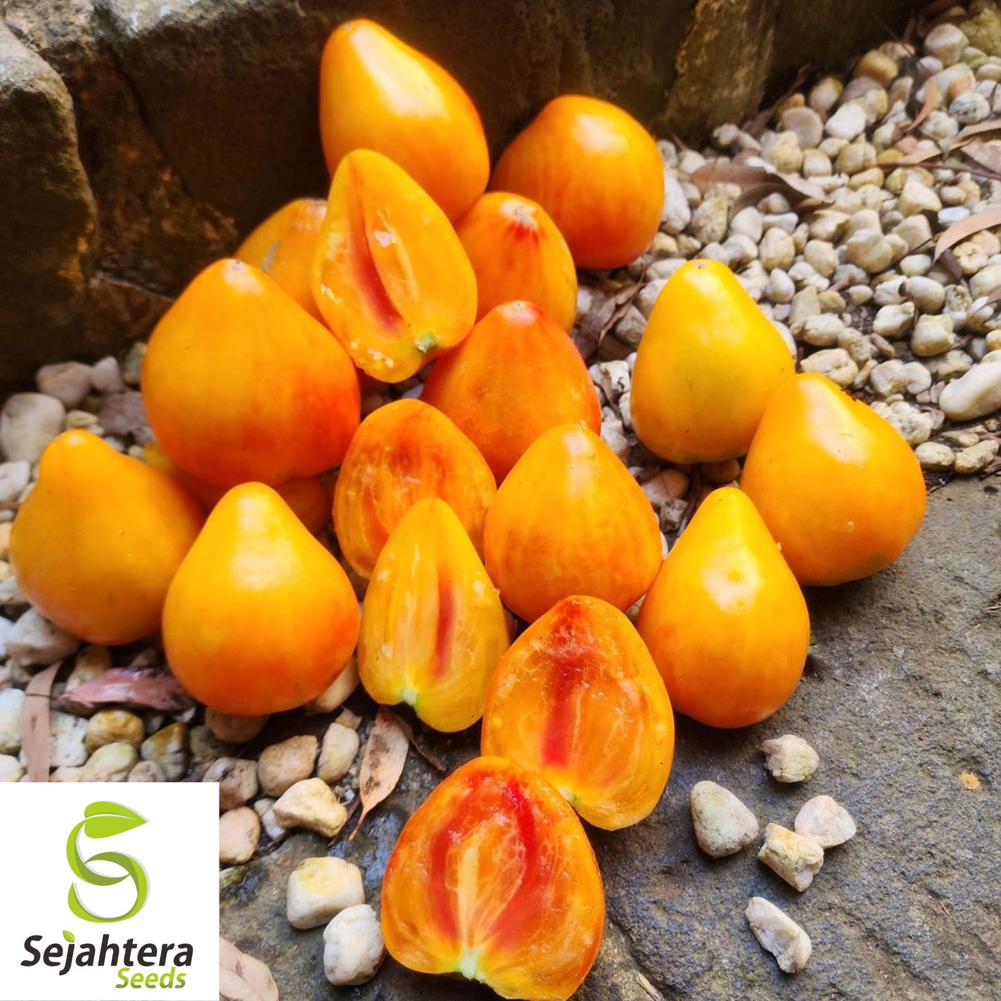 Orange Oxheart Tomato Seeds - 120+ Heirloom, Organic, Non-GMO & Rare