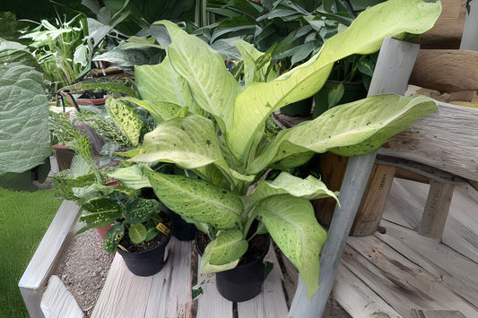 Dieffenbachia 'Camouflage' Tropical Foliage Plant | Easy Care Houseplant | Colorful Chartreuse & Green Leaves