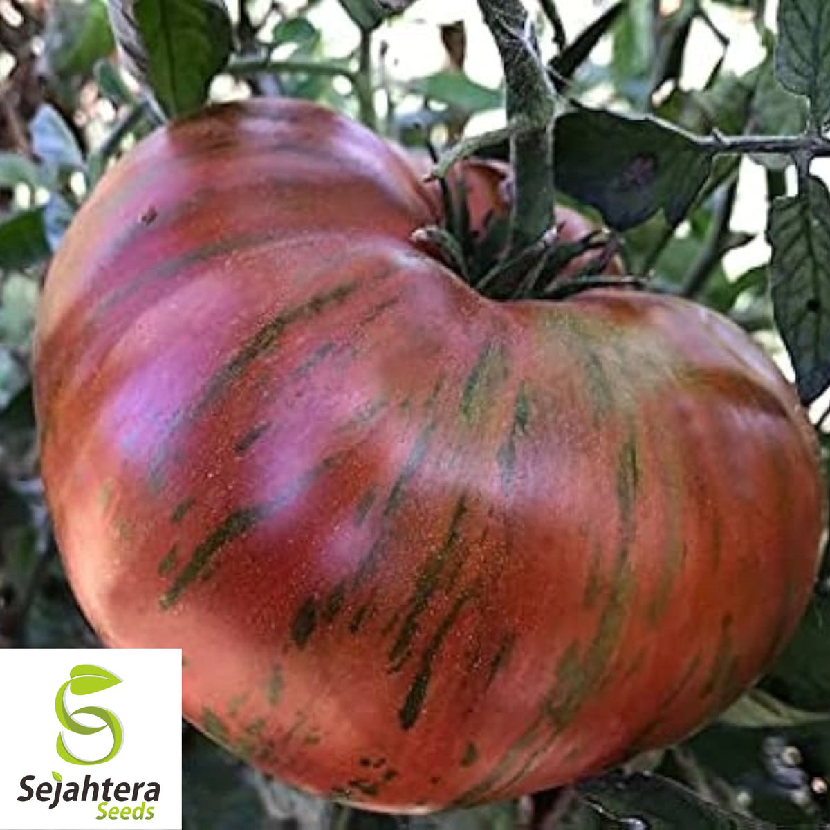 Chocolate Stripe Tomato Seeds - 30+ Heirloom, Organic, Non-GMO & Rare