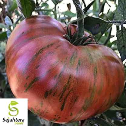 Chocolate Stripe Tomato Seeds - 30+ Heirloom, Organic, Non-GMO & Rare