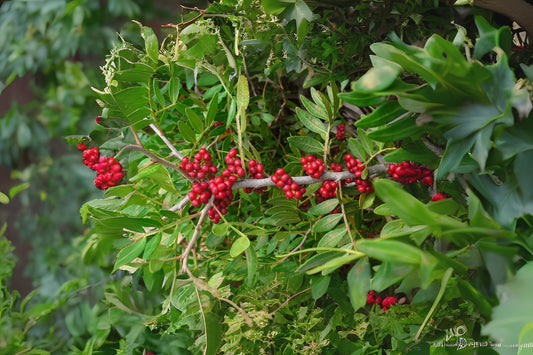 Mastic Seeds 10 Count Organic Pistacia lentiscus - Hand Collected for Aromatic Resin - Free Shipping Over $35