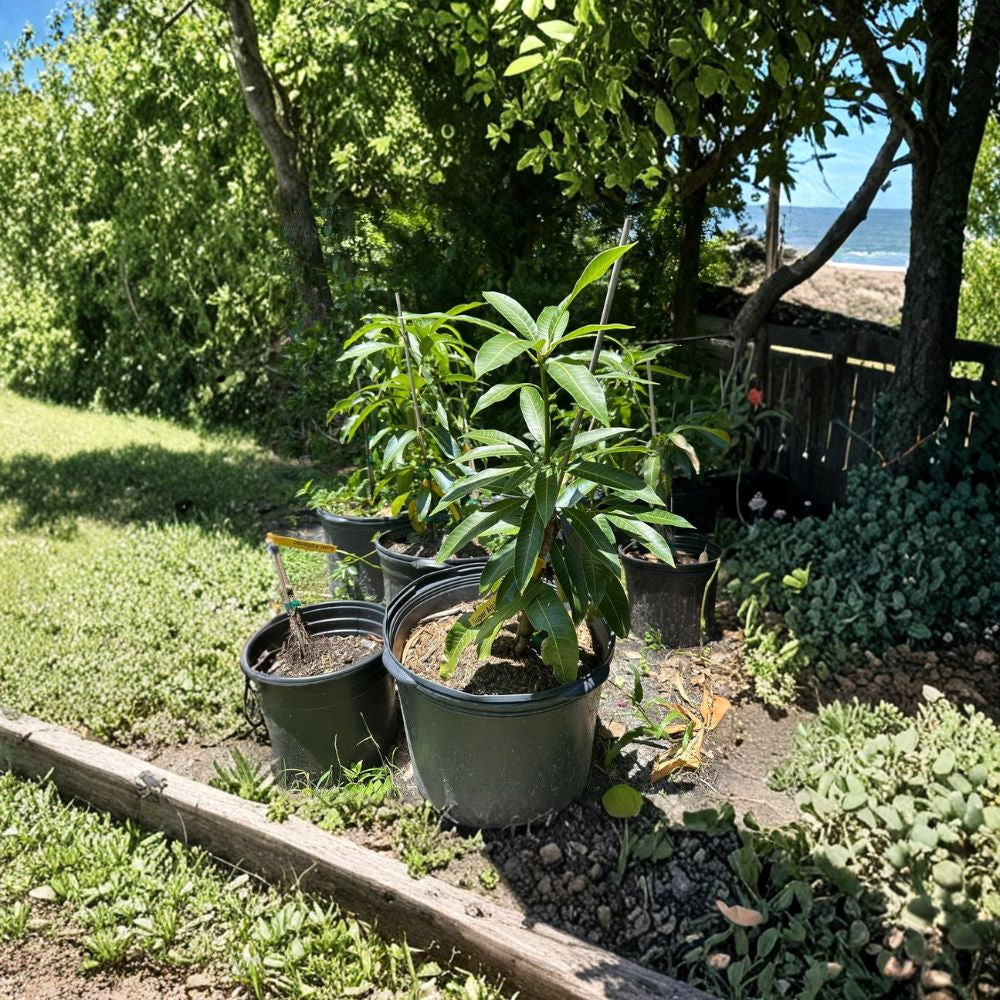 Super Alphonso Mango Tree – Mangifera indica Grafted Live Tree | 2–4 Feet Tall | 3-Gal Container  Premium Indian Flavor | Rich & Velvety | Ships to CA & PR