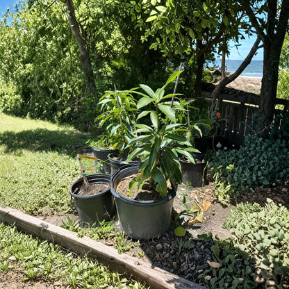 Super Alphonso Mango Tree – Mangifera indica Grafted Live Tree | 2–4 Feet Tall | 3-Gal Container  Premium Indian Flavor | Rich & Velvety | Ships to CA & PR
