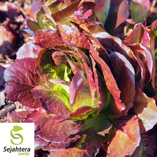 600+ Red Romaine Lettuce Seeds - Heirloom, Lactuca Sativa, Non-GMO Vegetable