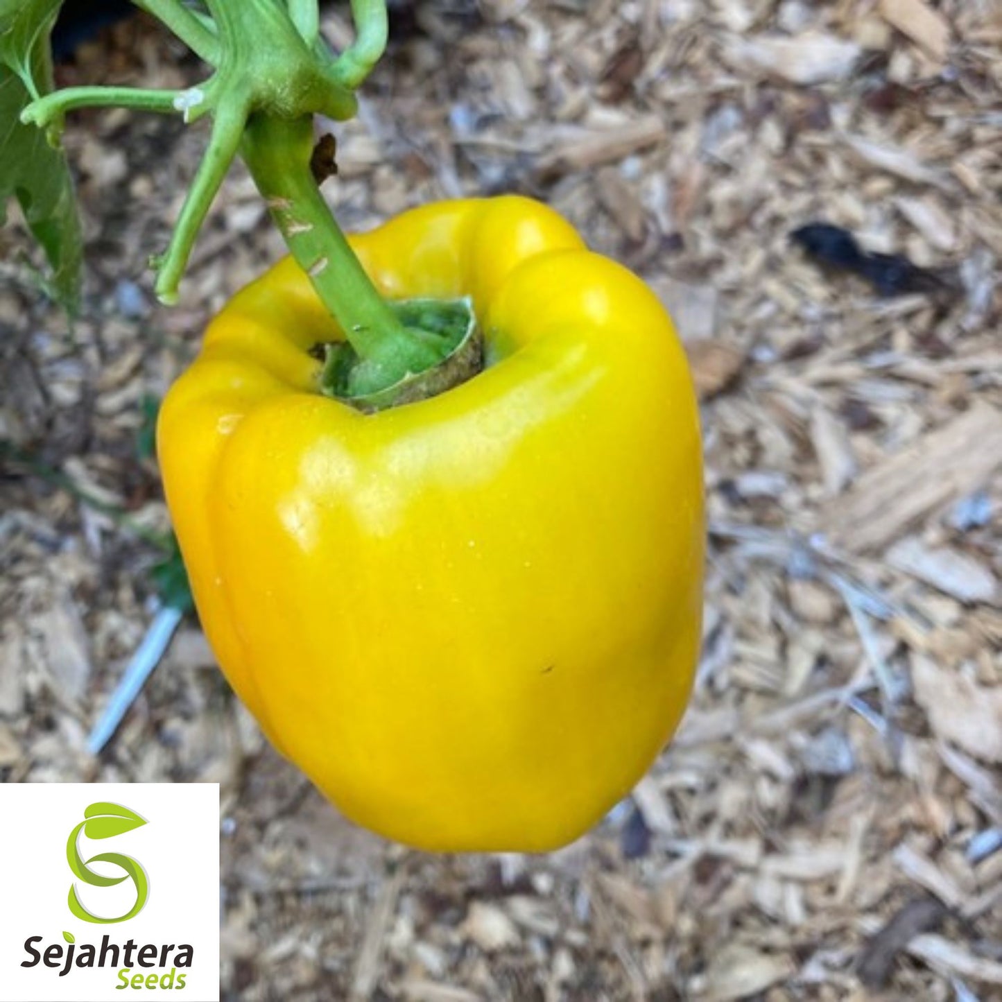 25 Golden California Wonder Pepper Seeds - Non-GMO, Sweet & Vibrant Variety