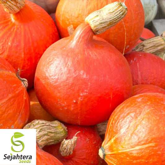 5 Red Kuri Squash Seeds - Uchiki Japanese Orange Heirloom, Non-GMO