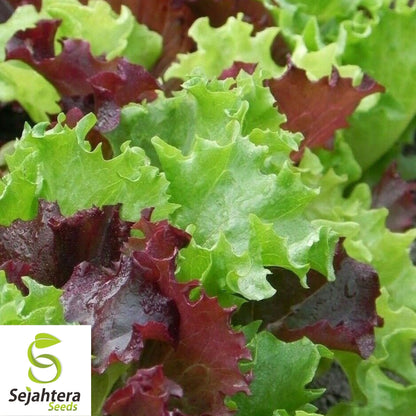 Gourmet Salad Blend Lettuce Seeds 600+ | NON-GMO Vegetable Garden USA