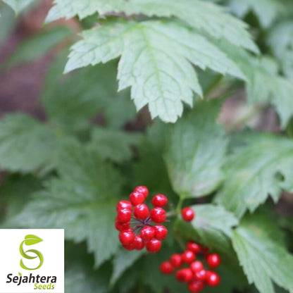 Red Baneberry Seeds {Actaea rubra} Pre-Stratified 20 Seeds