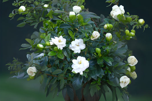 Fragrant Gardenia Plant - Large 10" Cape Jasmine - Gardenia jasminoides - Glossy Green Leaves, White Blooms, Indoor/Outdoor Shrub