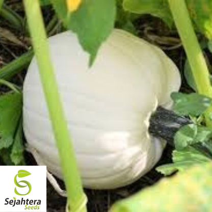 White Queen Pumpkin Seeds - 10+ Heirloom, Non-GMO, Open-Pollinated & Rare