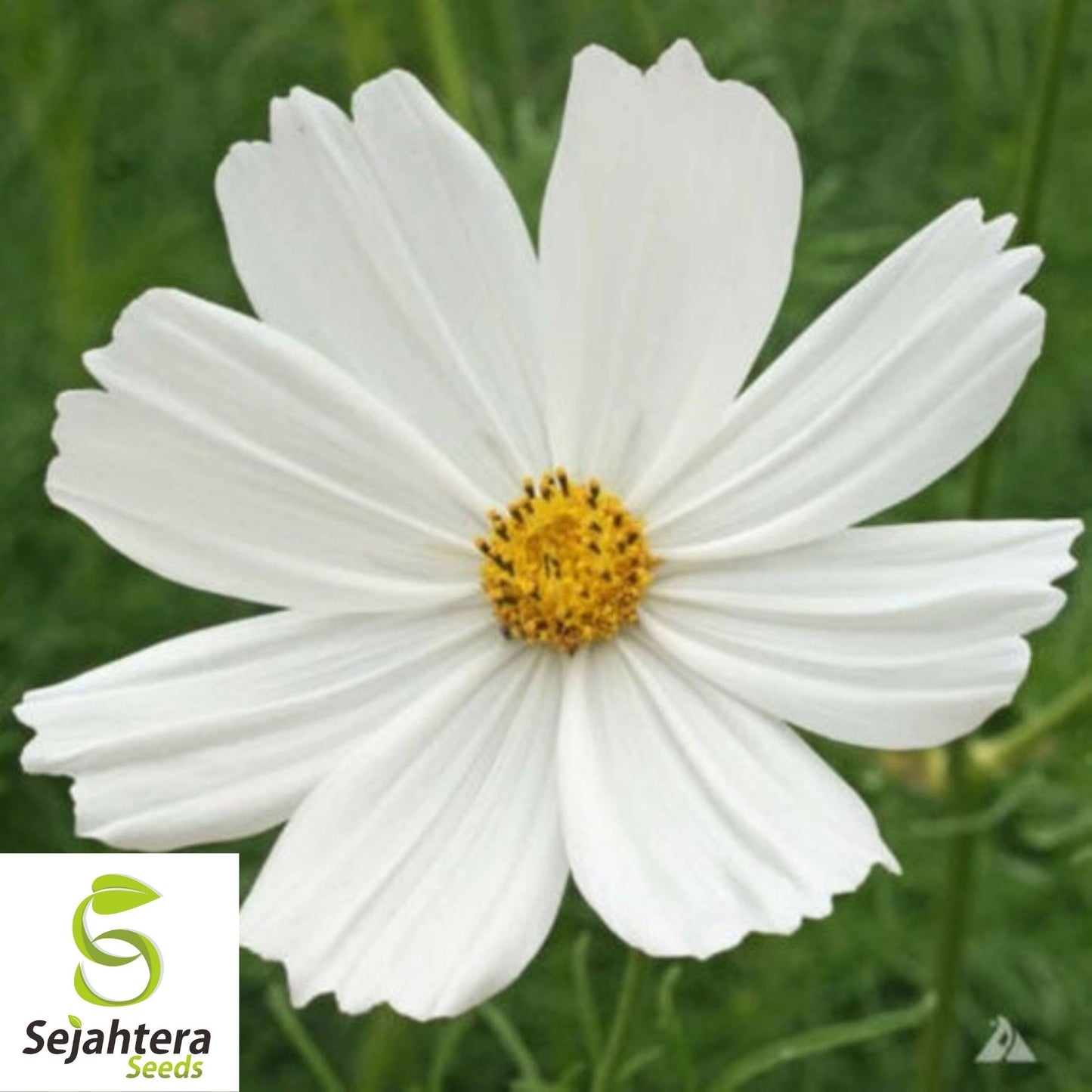 Cosmos Purity Seeds 100 Ct | White Flower Annual NON-GMO USA