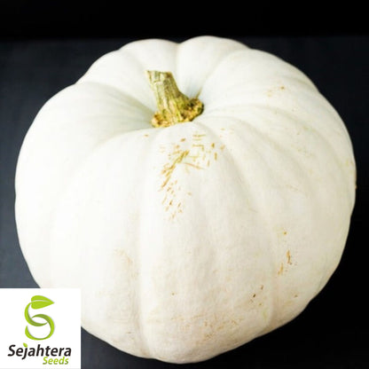White Queen Pumpkin Seeds - 10+ Heirloom, Non-GMO, Open-Pollinated & Rare