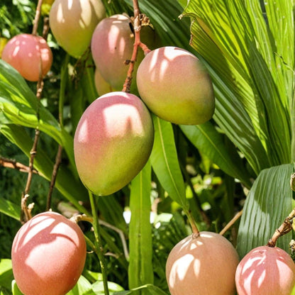 Super Alphonso Mango Tree – Mangifera indica Grafted Live Tree | 2–4 Feet Tall | 3-Gal Container  Premium Indian Flavor | Rich & Velvety | Ships to CA & PR