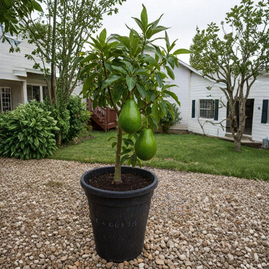Semil-34 Avocado Tree Seedling – Persea americana  Live Tropical Starter Plant | Healthy Young Tree USDA Certified • Ready to Grow