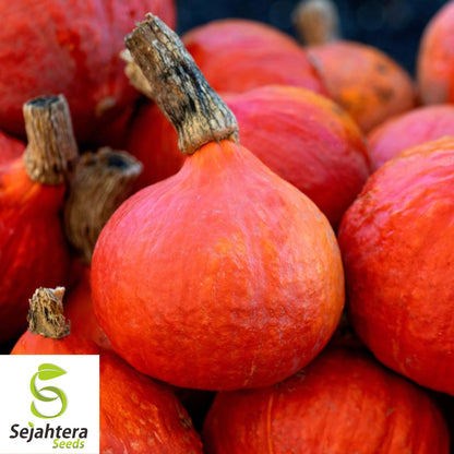 5 Red Kuri Squash Seeds - Uchiki Japanese Orange Heirloom, Non-GMO